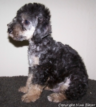 Alanus 21052006-1a.jpg - ASCII